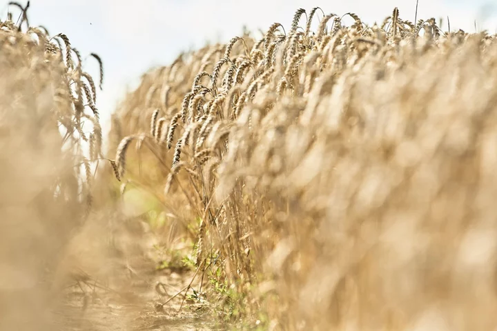 Egypt Expects to Tap UAE Wheat Financing Deal in January