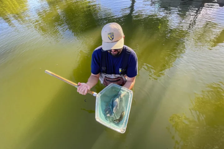 California aims to introduce more anglers to native warm-water tolerant sunfish as planet heats up