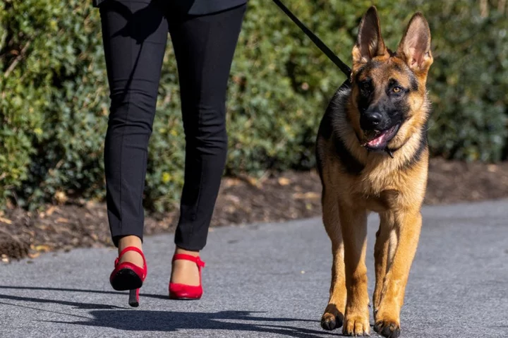 Biden dog Commander bites another Secret Service agent