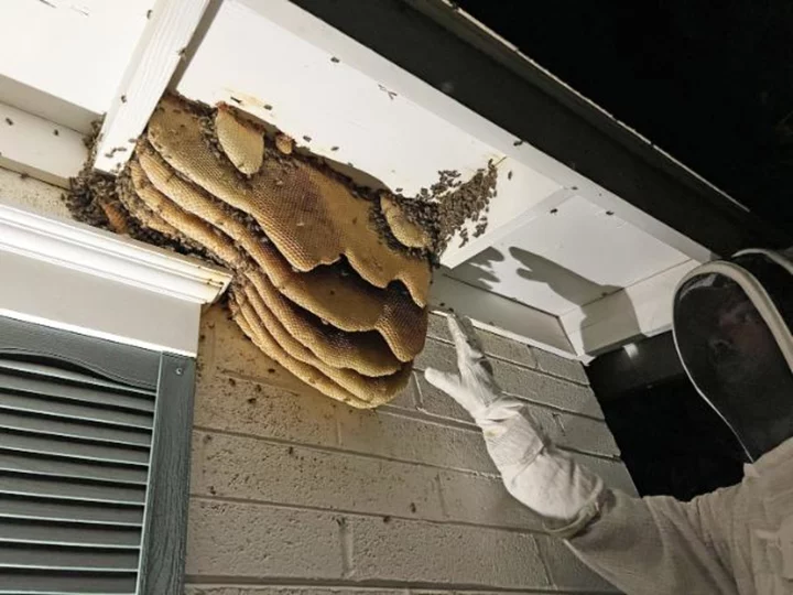 Arizona's extreme heat is killing honeybees and melting their homes