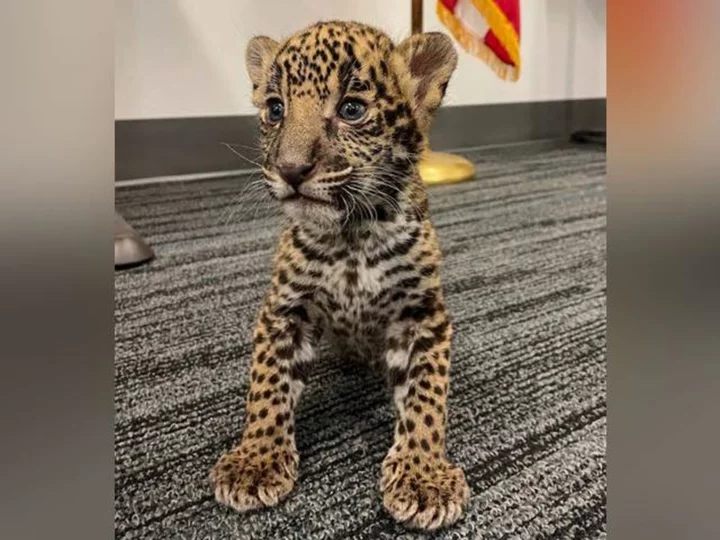 Texas couple arrested for selling exotic cubs and violating the Big Cat Act, authorities say