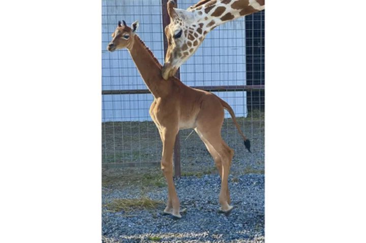 Spotless arrival: Rare giraffe without coat pattern is born at Tennessee zoo