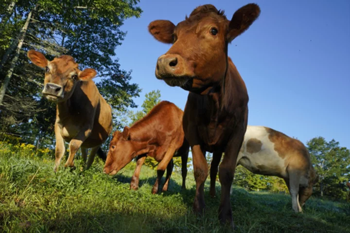 US beefs up campaign to ensure accurate animal welfare claims on meat, poultry packaging