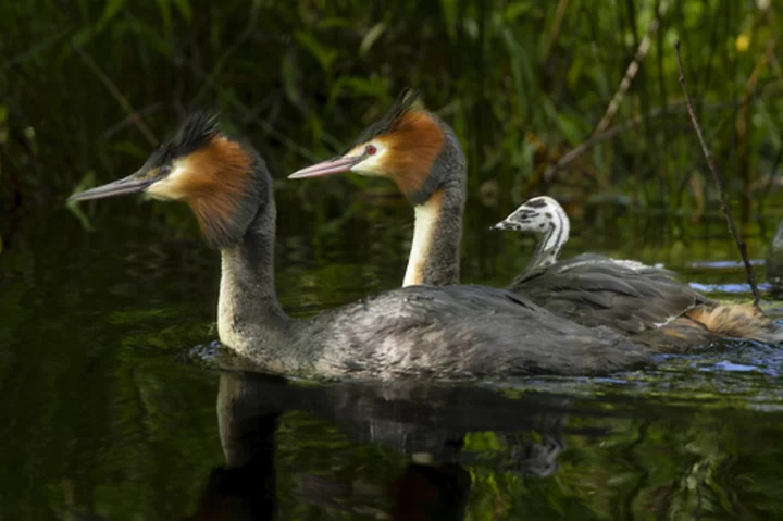 John Oliver's campaign for a 'puking bird' pays off in New Zealand's Bird of the Century contest