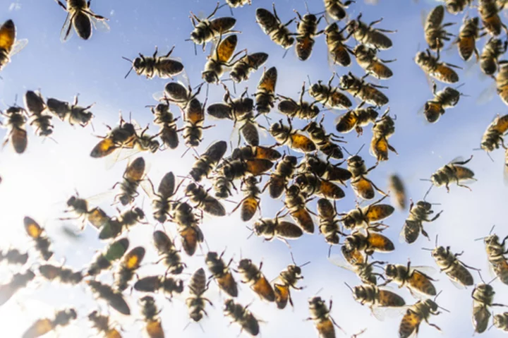 Bee alert: 5 million bees fall off truck near Toronto and drivers are asked to close windows