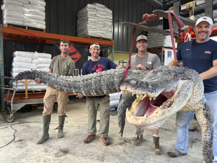 Longest alligator in Mississippi history captured by hunters