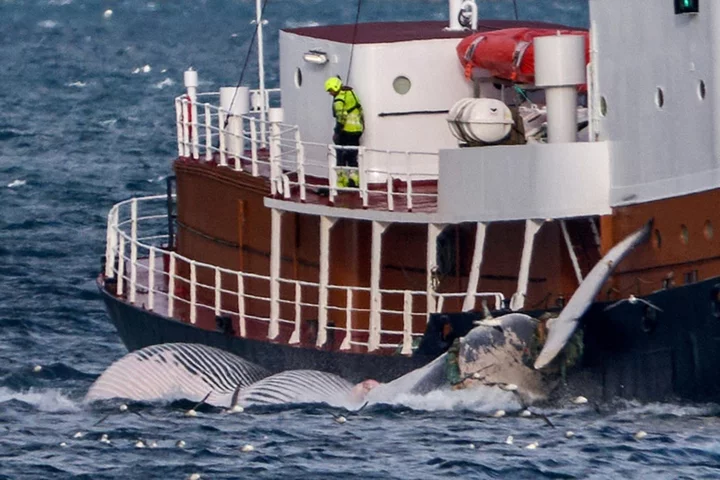 Iceland suspends whale hunt on animal welfare concerns