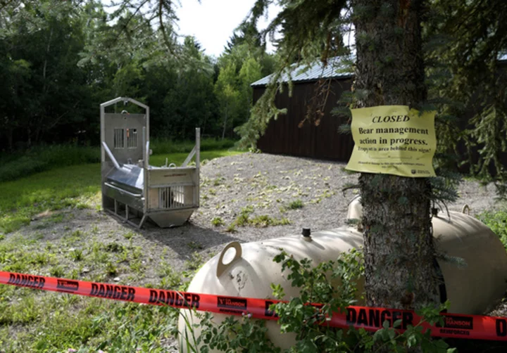 Bear traps set for grizzly bear after fatal attack near Yellowstone National Park