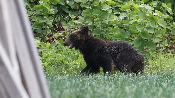 It's bears versus robot wolves in ageing Japan