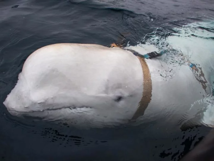 Norway warns people to keep away from 'spy' whale for animal's safety