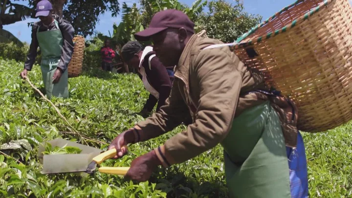 Kenyan workers win the right to sue global tea manufacturer