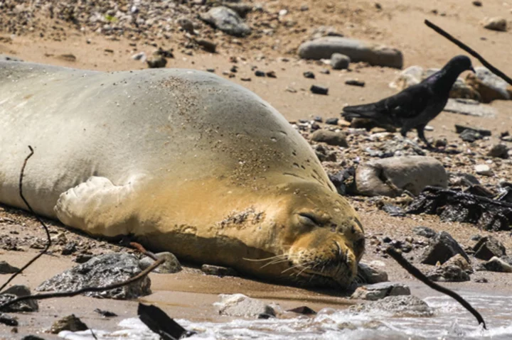 A rare, endangered seal named Yulia basks on Tel Aviv beach