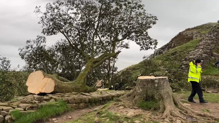 13 angry and sad social media reactions after Sycamore Gap tree cut down