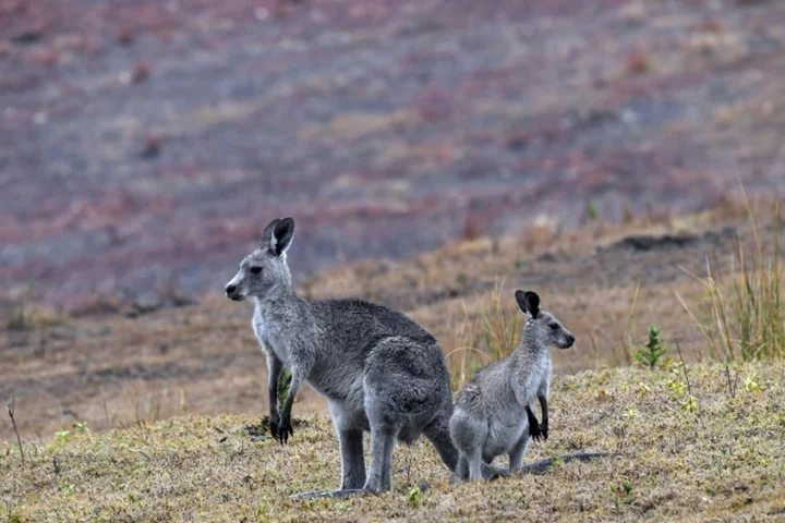 Australia told to shoot kangaroos before they starve