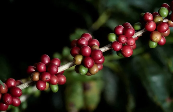 Coffee research group progresses on naturally decaffeinated varieties