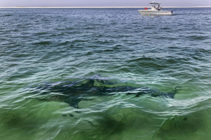 Recent shark bites scary, but serious injuries remain vanishingly rare