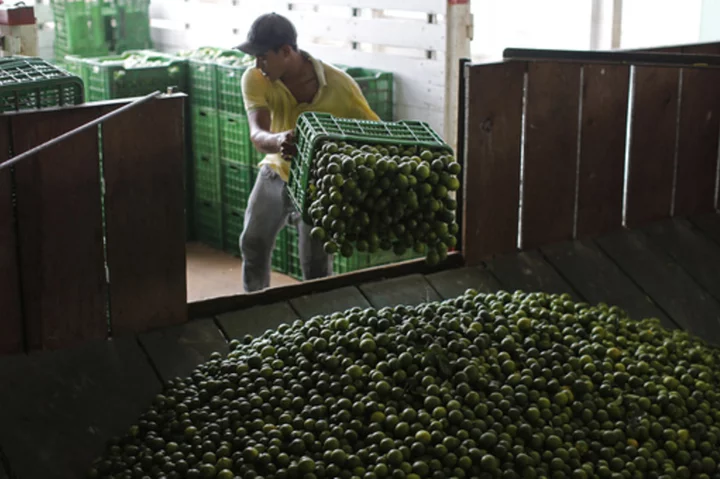 A decade after vigilante uprising, extortion and threats against lime growers return to west Mexico