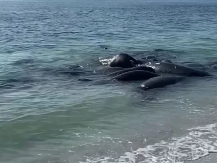 Please don't call the cops on mating manatees, Florida sheriff's office says