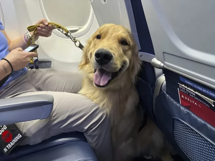 Puppies training to be future assistance dogs earn their wings at Detroit-area airport