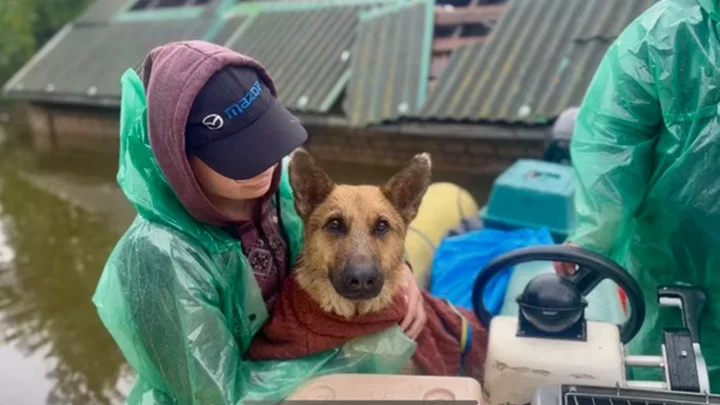 Volunteers risk lives to rescue cats and dogs from floods after Ukrainian dam destroyed