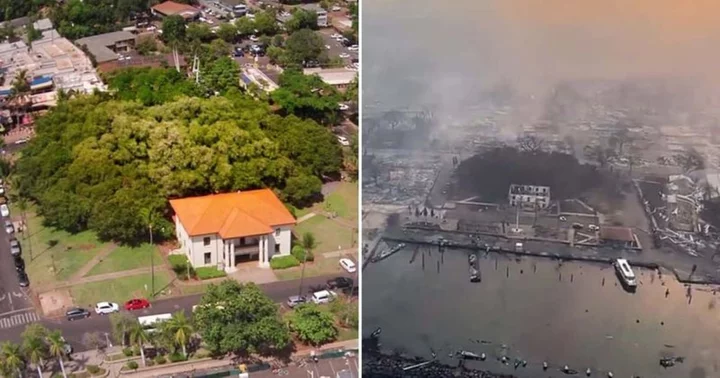 Did Lahaina Banyan tree survive Maui wildfires? Internet mourns with locals about damage to historic site