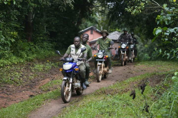 A Nigerian forest and its animals are under threat. Poachers have become rangers to protect both