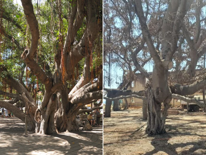 Maui's 150-year-old banyan tree is growing leaves after being charred by the wildfires. It's just the beginning of a long recovery