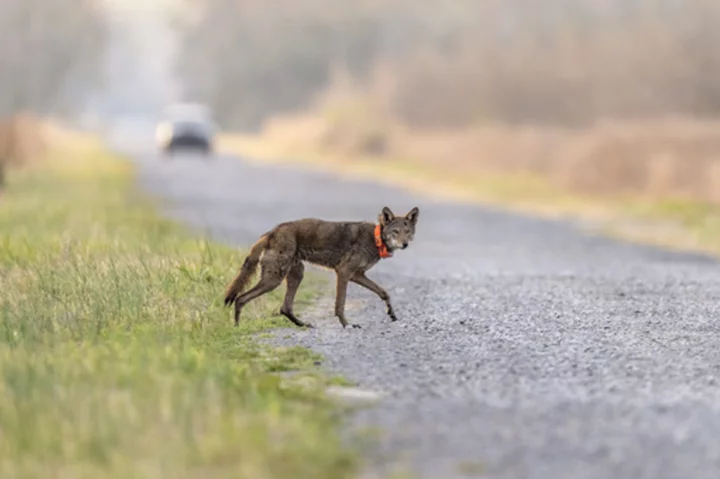 Endangered red wolf can make it in the wild, but not without `significant' help, study says