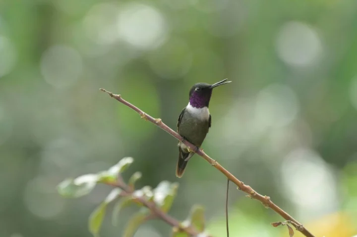 To find out how wildlife is doing, scientists try listening