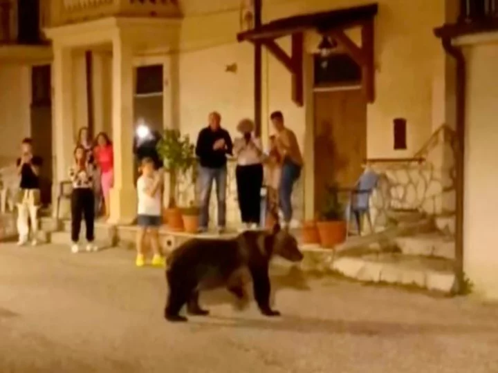 Outrage as mother of biscuit-stealing bear cub shot dead in Italy