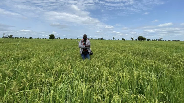 Nigerian kidnap gangs drive big-time Nigerian farmers away