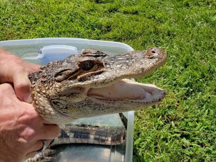 See you later, alligator: New Jersey police capture reptile on the loose for 2 weeks