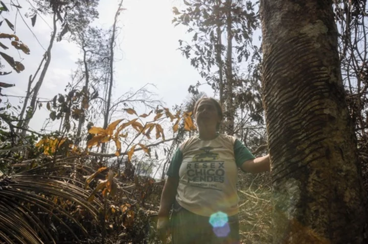 Brazil slows Amazon deforestation, but in Chico Mendes' homeland, it risks being too late