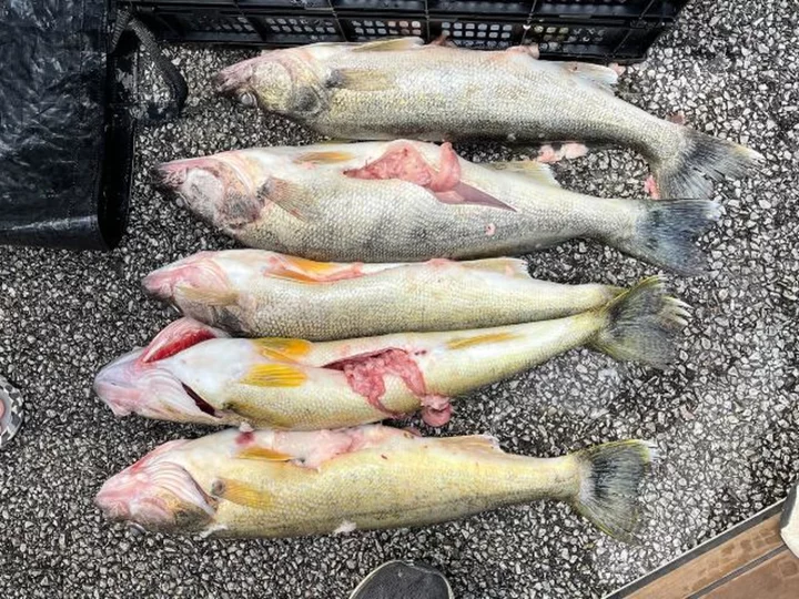 Two fishermen accused of stuffing fish with weights during a tournament sentenced to jail