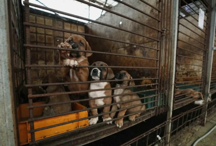 South Korean dog meat farmers push back against growing moves to outlaw their industry