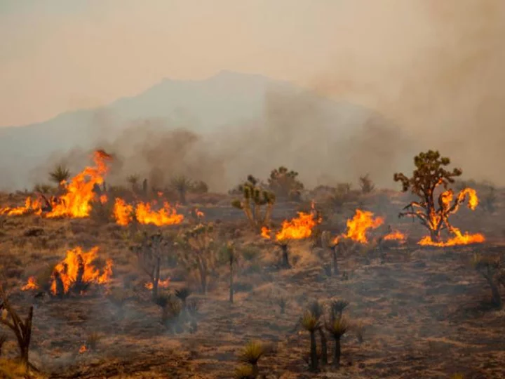 Iconic Joshua trees burned by massive wildfire spreading across Mojave Desert