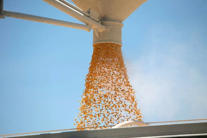 U.S. farmers expect corn harvest could be second-biggest ever