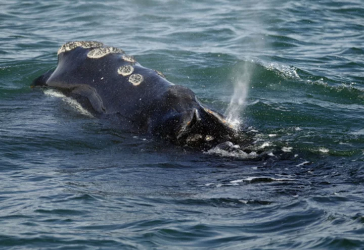 Decline of rare right whale appears to be slowing, but scientists say big threats remain