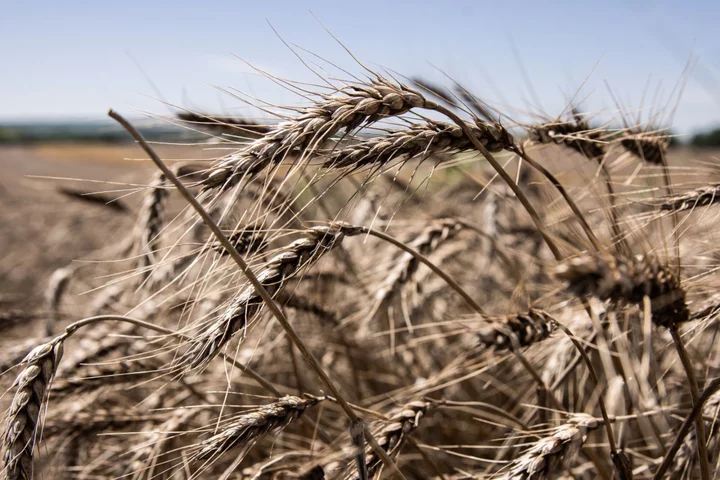 Wheat Edges Higher After Provocations on Black Sea Cargo Ship