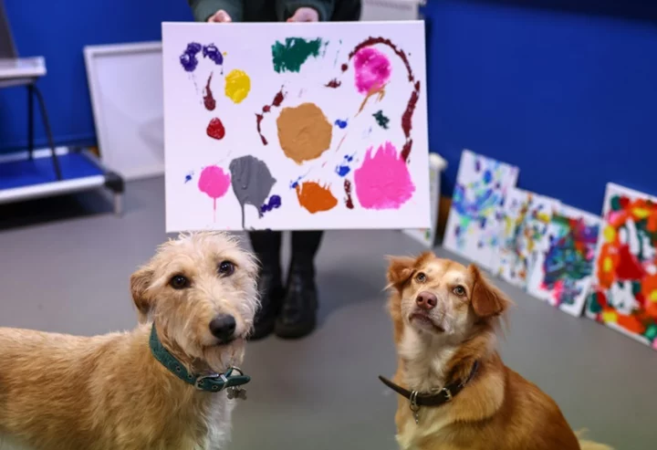 Art for bark's sake: stray dogs take up painting for UK charity