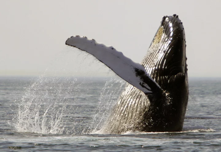 Whales and dolphins in American waters are losing food and habitat to climate change, US study says