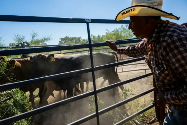 Drought and shrinking herds push US beef prices through the roof