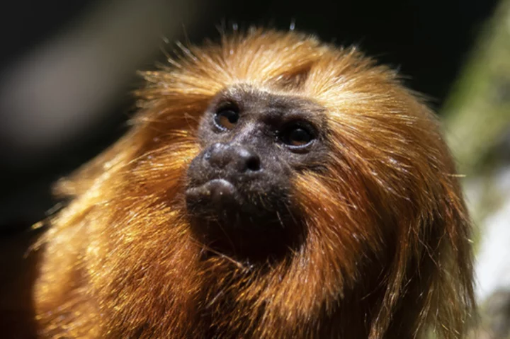 Once nearing extinction, Brazil's golden monkeys have rebounded from yellow fever, scientists say