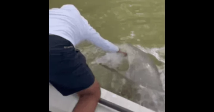 Terrifying video shows shark attacking Florida fisherman before dragging him into water