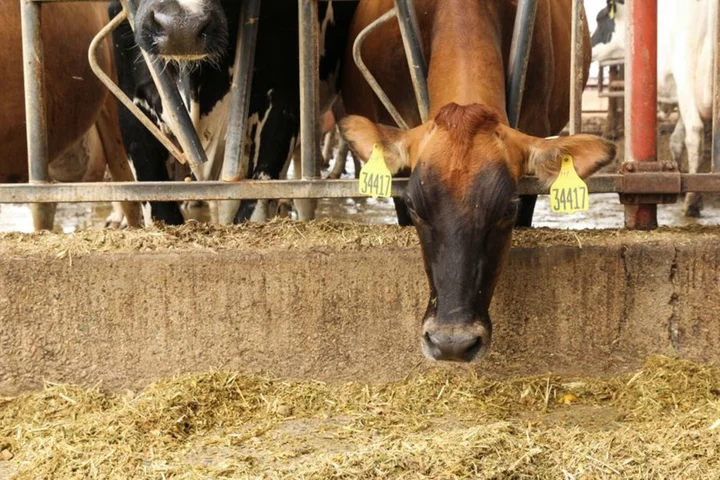 The climate-friendly cows bred to belch less methane