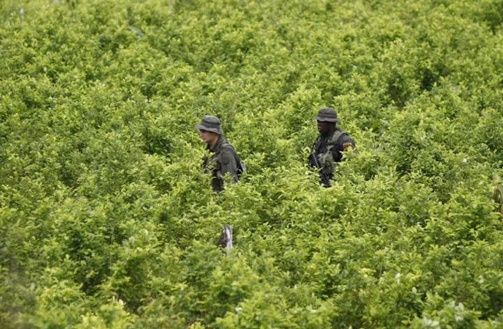 Biden administration suspends satellite monitoring of Colombian coca crops as cocaine surges