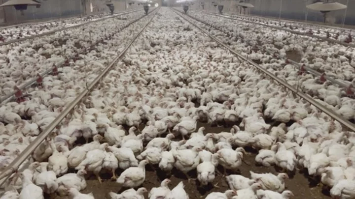 Animal rights group says chickens were abused, but Tyson Foods cut ties with the farm on its own