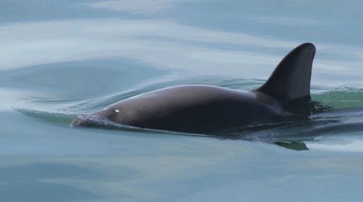 Mexico plans expedition to find endangered porpoises