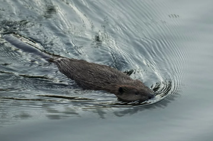 California aims to tap beavers, once viewed as a nuisance, to help with water issues and wildfires